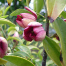 Michelia figo - 2.5L