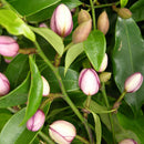 Michelia figo - 2.5L