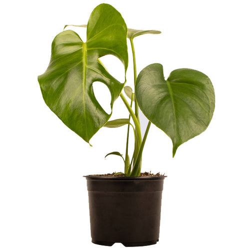 Monstera Deliciosa