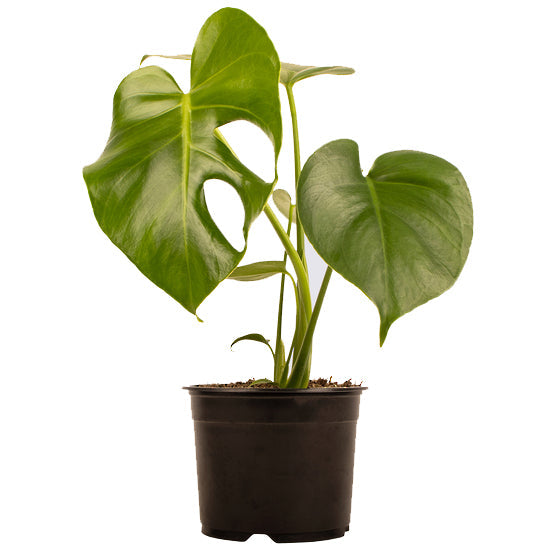 Monstera Deliciosa - 14CM