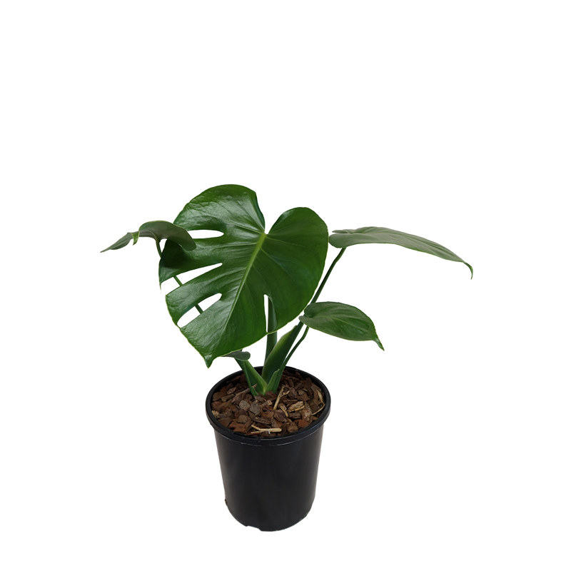 Monstera Deliciosa - 2.4L