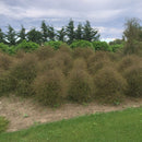 Muehlenbeckia Astonii - 3.5L