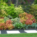 Nandina Firepower - 3.5L