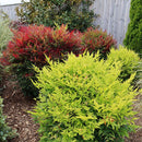 Nandina Obsession - 2.4L