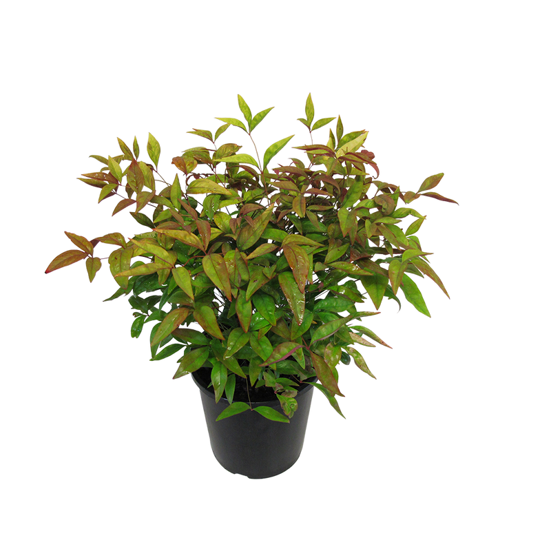 Nandina Blush - 2.4L