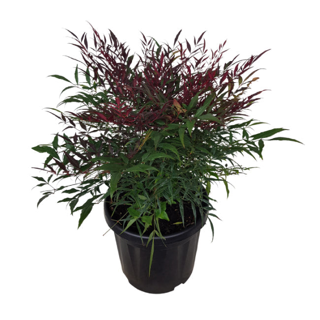 Nandina Domestica Little Flick - 6L