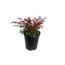 Nandina Obsession - 2.4L