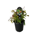 Nandina Firepower - 3.5L