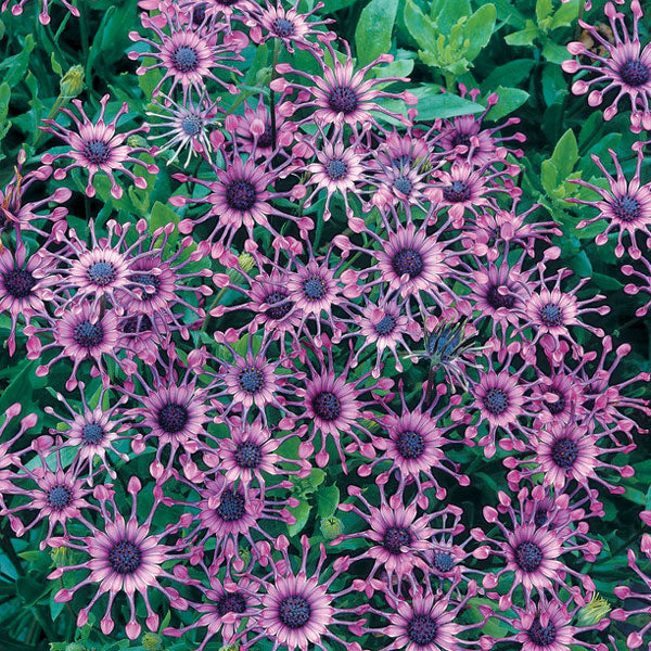 Cape Daisy Nasinga Purple - 1.5L