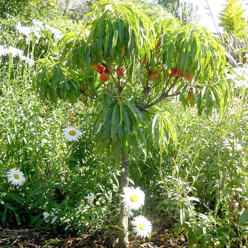 Nectarine Garden Delight 30cm Std