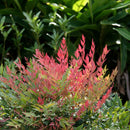 Nandina Obsession - 1.9L