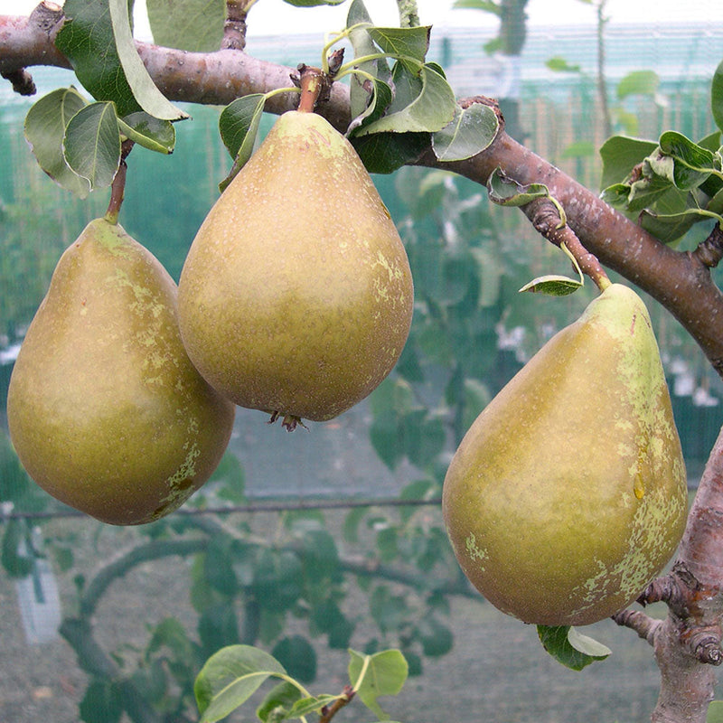 Pear Conference
