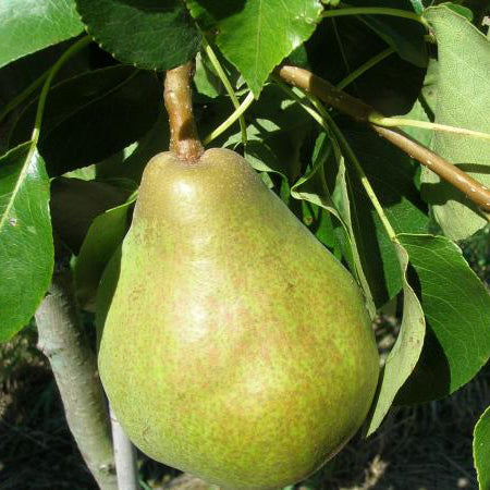 Pear Garden Belle
