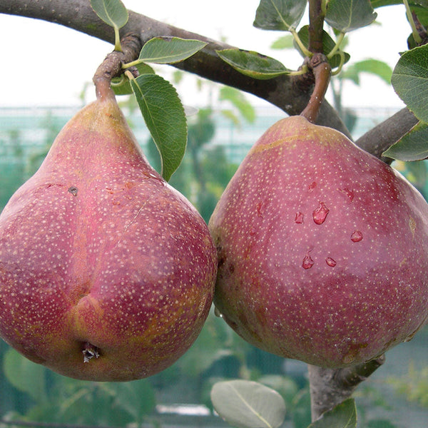 Pear Seckel