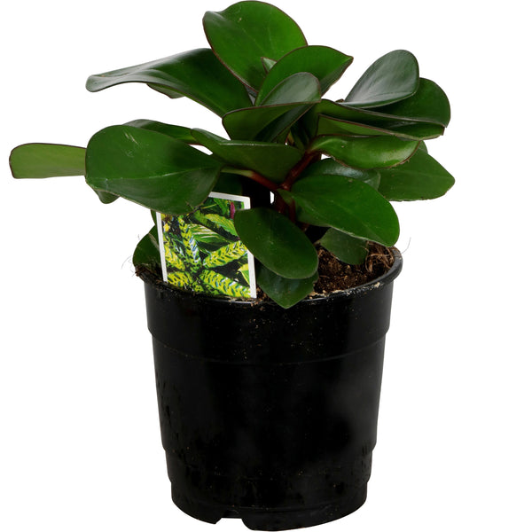 Peperomia Emerald - 12CM