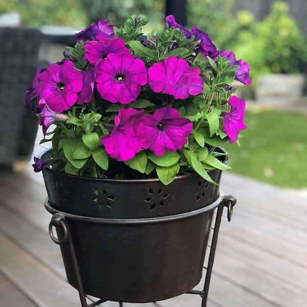 Petunia Hells Purple Flare - 1.5L