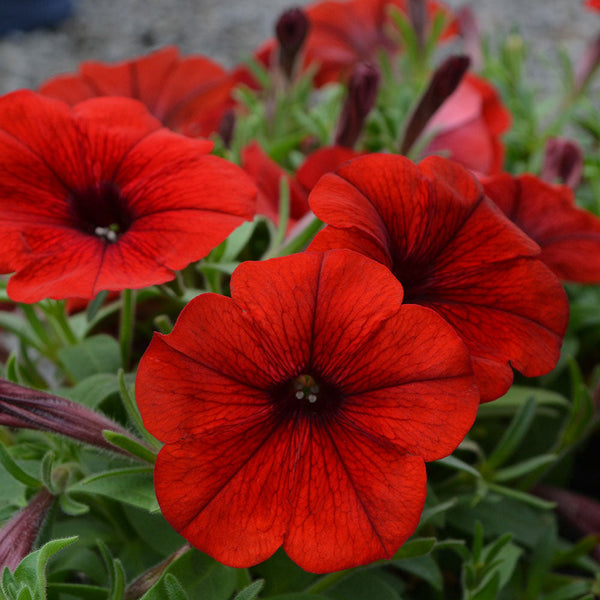 Petunia Hells Red Magma - 1.5L