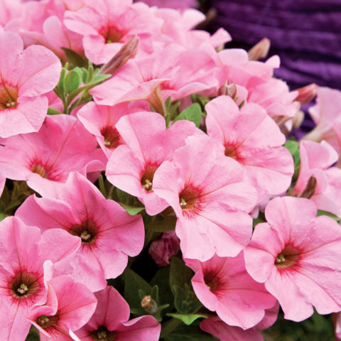 Petunia Peachy Keen - 1.5L