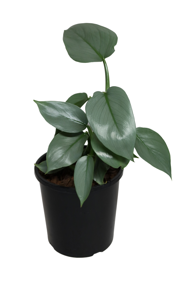 philodendron arrow Philodendron Silver Arrow