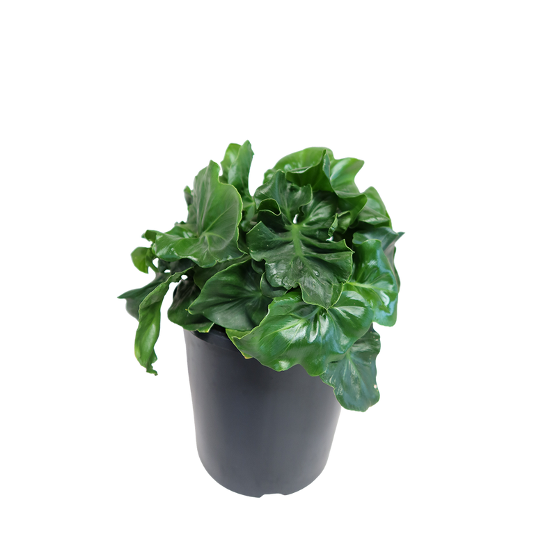 philodendron atom mature Philodendron Selloum Atom