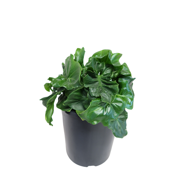 philodendron atom nz Philodendron Selloum Atom