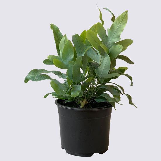 Phlebodium Blue Star Fern - 14cm