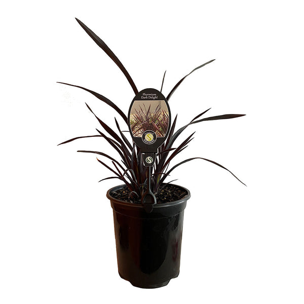 Phormium Dark Delight - 3.5L