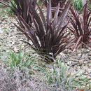 Phormium Dark Delight - 3.5L