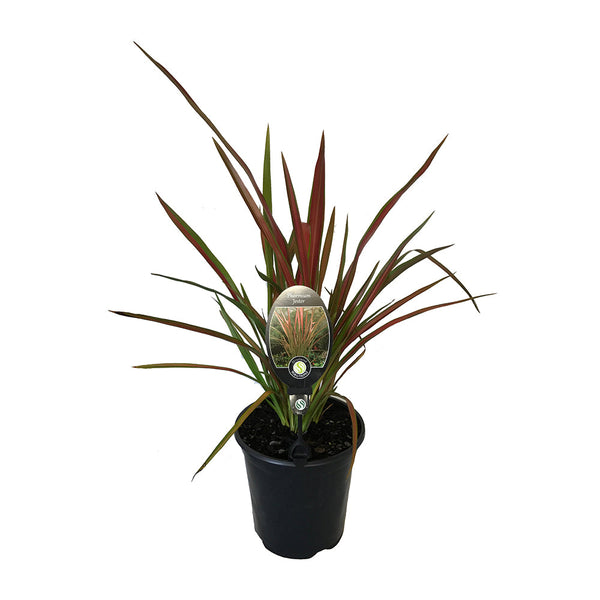 Phormium Jester - 3.5L