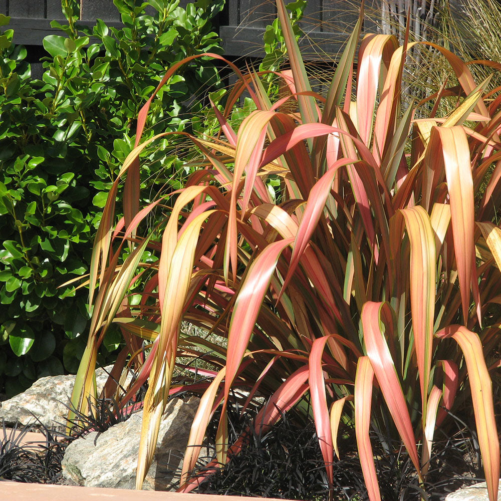 Formium Jester Phormium Jester - 3.5L