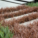 Phormium Sweet Mist - 1.9L