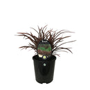 Phormium Sweet Mist - 1.9L