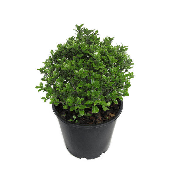 Pittosporum Golf Ball - 2.4L