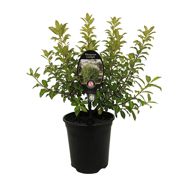 Pittosporum Limelight - 3.5L