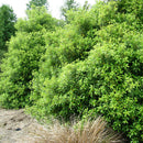 Pittosporum Limelight - 3.5L