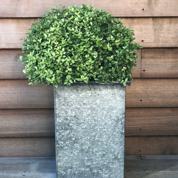 Pittosporum Little Kiwi - 1.9L