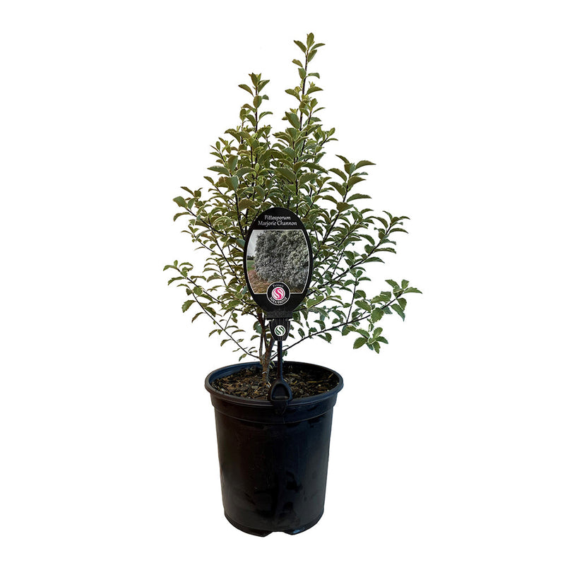 Pittosporum Marjorie Channon - 3.5L