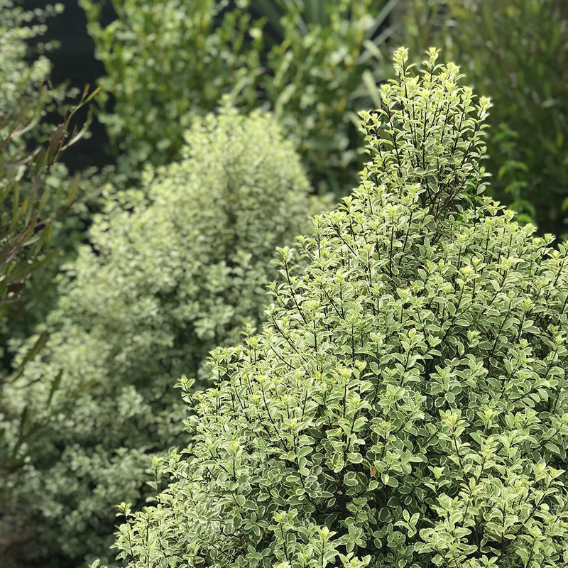 Pittosporum Marjorie Channon - 3.5L