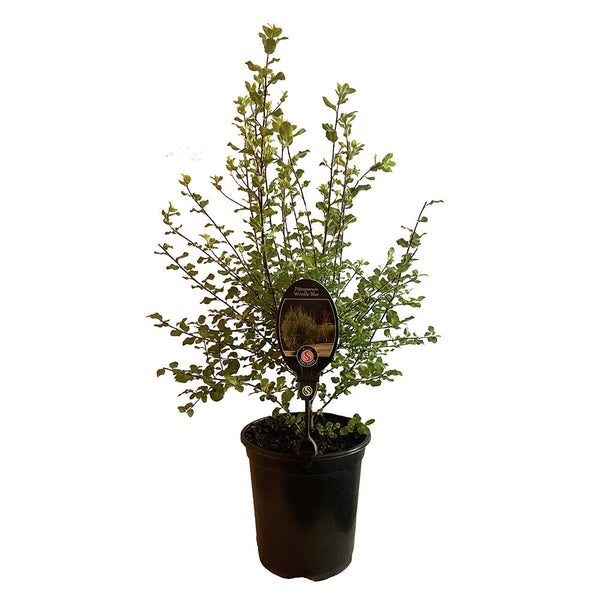 Pittosporum Wrinkle Blue - 3.5L