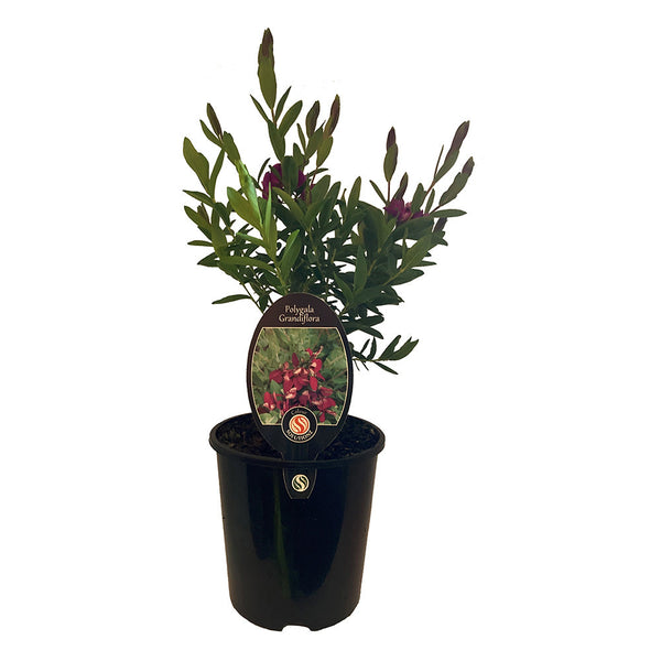 Polygala Grandiflora - 1.9L