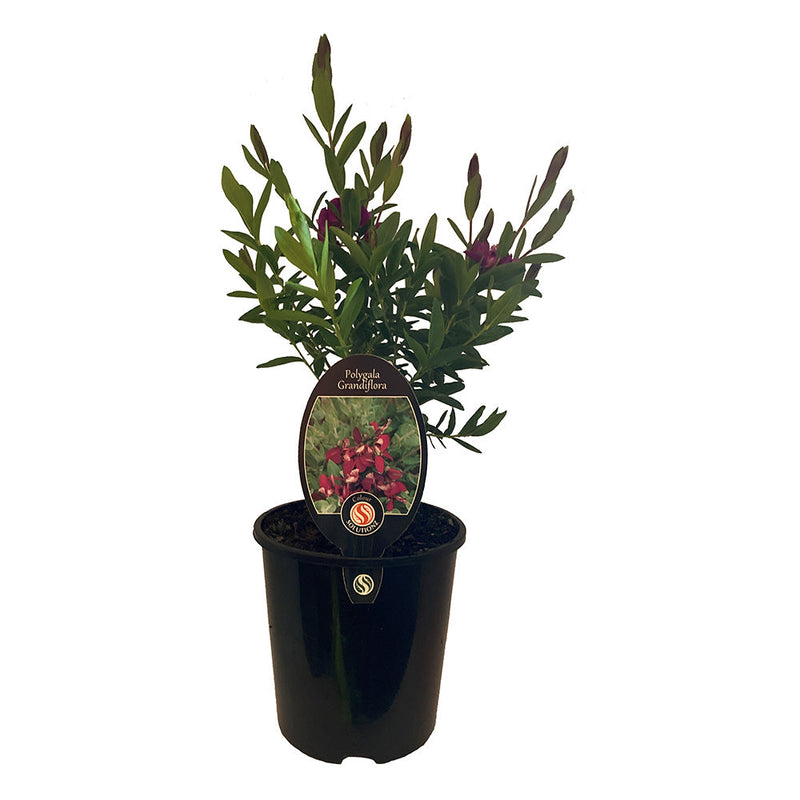 Polygala Grandiflora - 1.9L