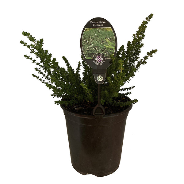Prostanthera Cuneata - 3.5L