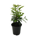 Prunus Lusitanicus - 3.5L