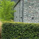 Prunus Lusitanicus - 3.5L