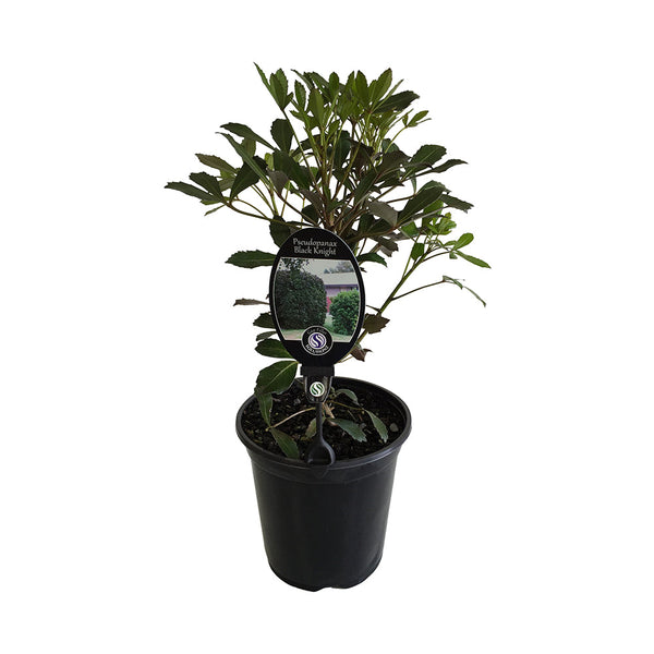 Pseudopanax Black Knight - 3.5L