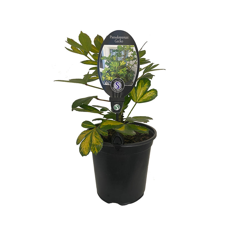 Pseudopanax Gecko - 1.9L