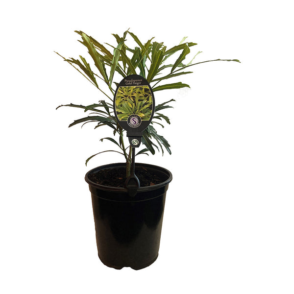 Pseudopanax Gold Finger - 3.5L