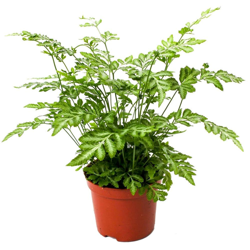 Pteris Evergemiensis (Silver Lace Fern) - 12CM