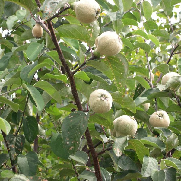 Quince Van Deman