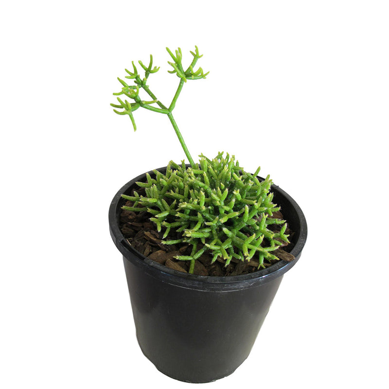 Rhipsalis Cereyscula - 1.9L